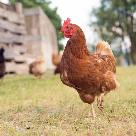 Apartmán Familienbauernhof Samerhof *