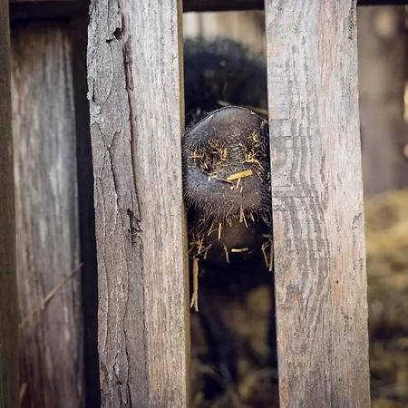 Familienbauernhof Samerhof * Pfarrwerfen