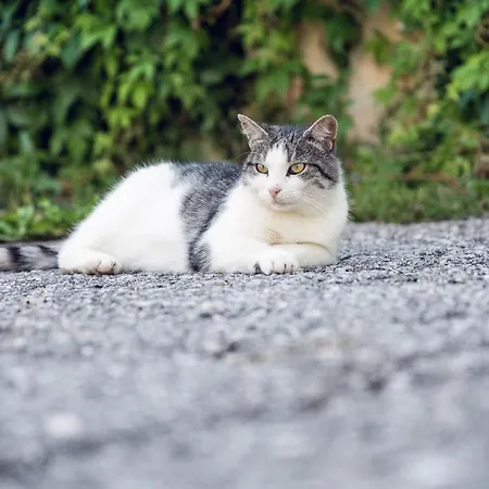 Familienbauernhof Samerhof Pfarrwerfen