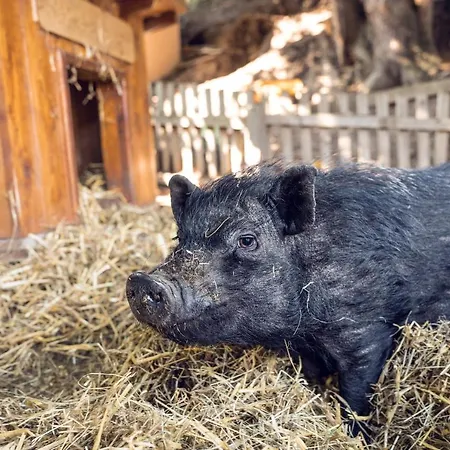 Familienbauernhof Samerhof